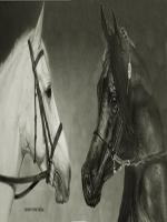 karakalem at çizimleri,çalışması,cizim,drawing,pencils,graphite,charcoal,steadler pencils,kurşun kalem ile çizim,kurşun kalem seti,hayvan çizimleri,at,atlar,horse,white horse,black horse,lives,